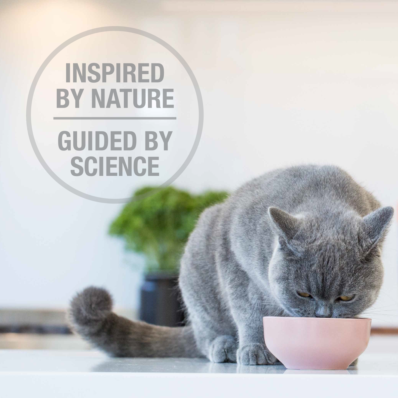 Feline Natural Grain-Free Freeze-Dried Cat Food, Lamb 320g