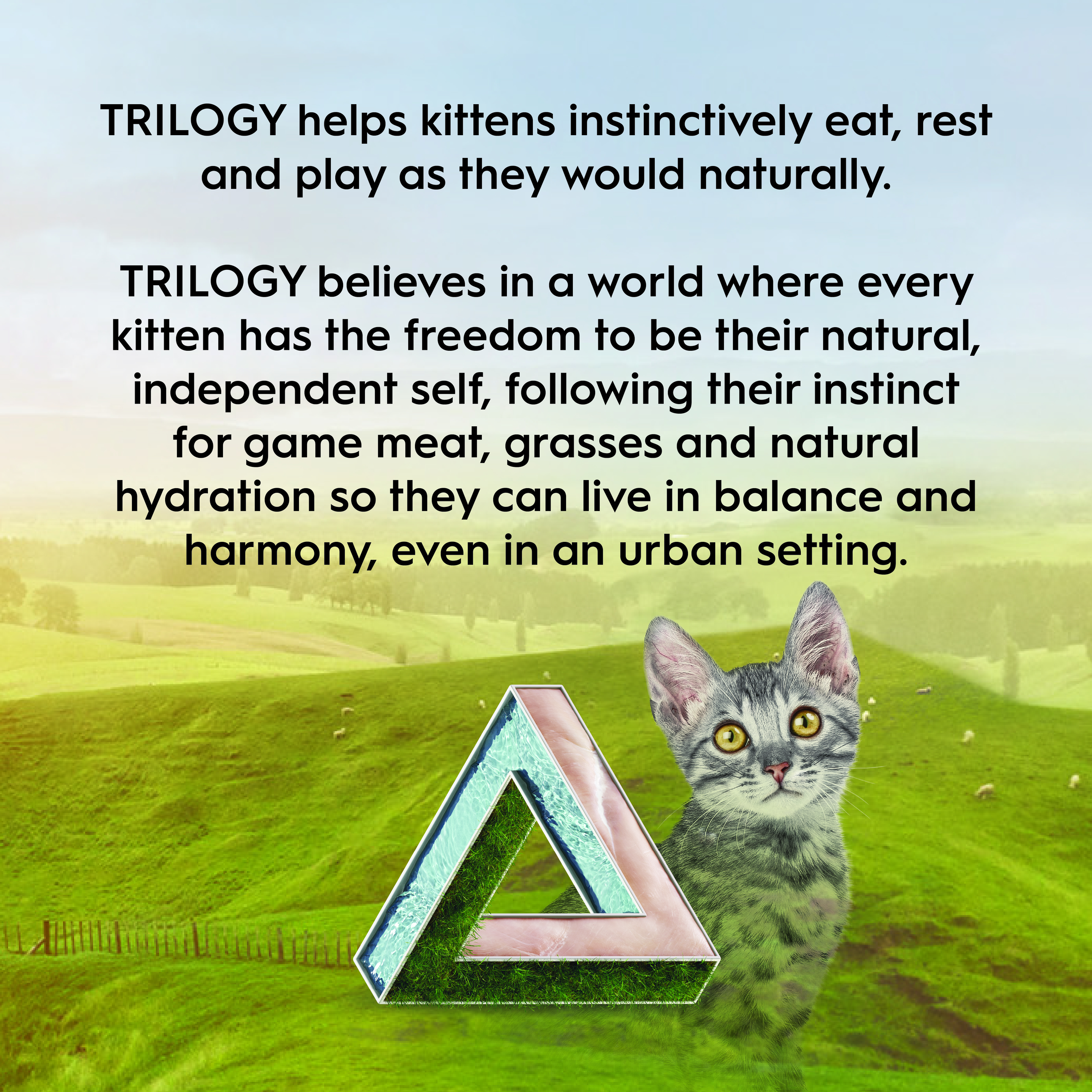 Trilogy Kitten Wet Chicken in Bone Broth 85g Multipack (12 cans)